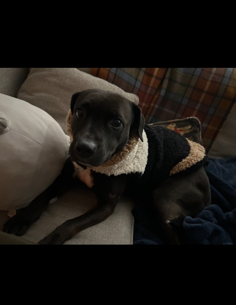 black lab-pit mix staring directly into the camera with a face made for ASPCA. she dons a stylish brown, white and black faux fur coat and rests atop a throne of pillows.